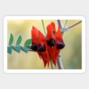 Sturt's Desert Pea, Alice Springs Sticker